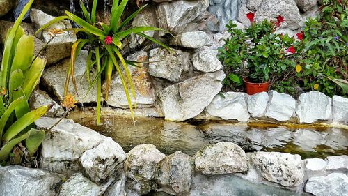 Plants growing on rocks