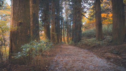 Trees in forest during autumn
