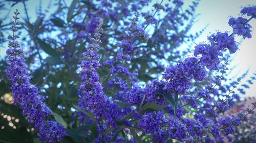Close-up of purple flowering plants