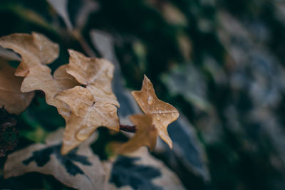 Close-up of dry leaves on plant