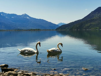 Swans in lake