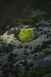 Close-up of moss growing on rock