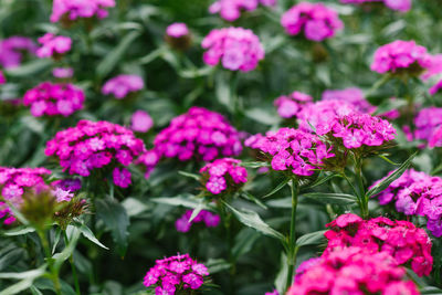 Beautiful bright pink flowers of turkish carnation in the summer garden