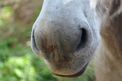 Close-up of horse