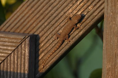 Close-up of lizard on wood