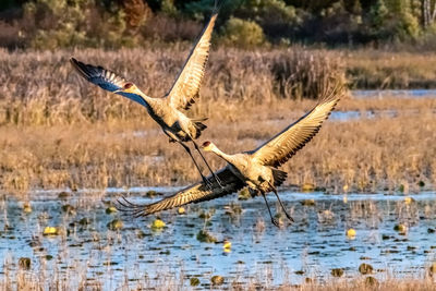 Bird flying over lake