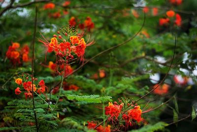 Close-up of red flowers on plant