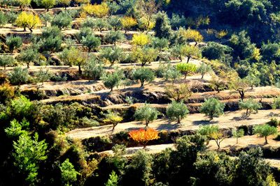 High angle view of trees on field