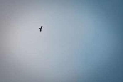 Low angle view of bird flying in sky