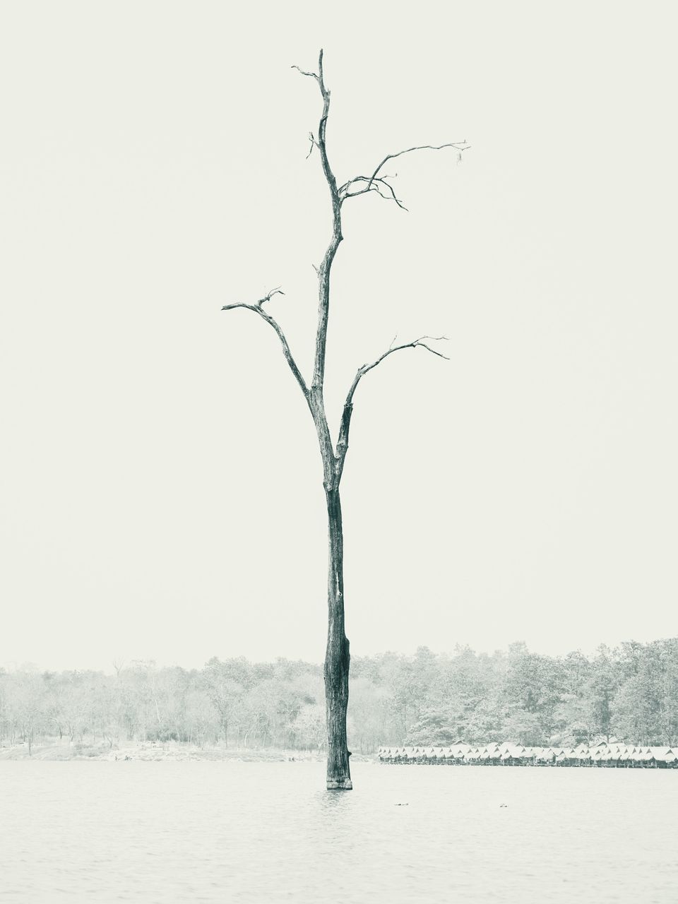 tree, bare tree, nature, plant, tranquility, no people, beauty in nature, water, sky, scenics - nature, outdoors, tranquil scene, branch, non-urban scene, clear sky, day, winter, environment, dead plant, isolated