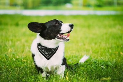 Close-up of dog on grassy field