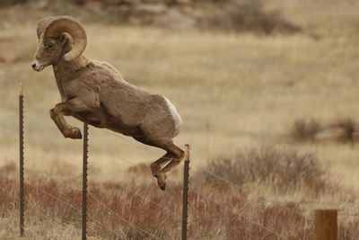 Ram jumping over fence