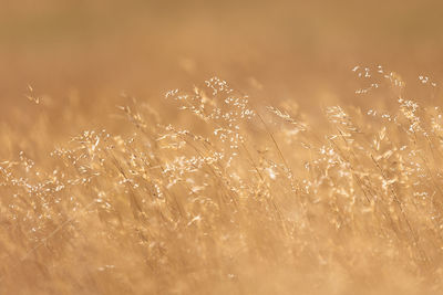 Close-up of plants