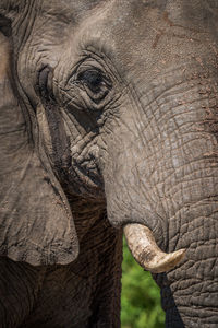 Close-up portrait of african elephant