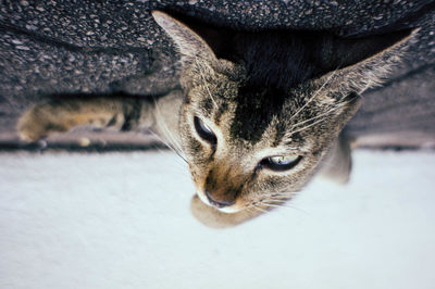 Close-up of cat on snow