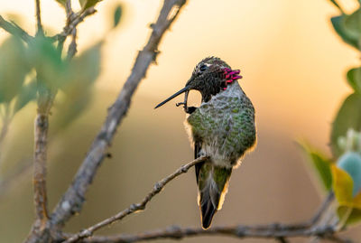 Close-up of bird perching on branch