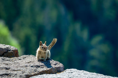 Close-up of squirrel on rock