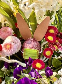 High angle view of multi colored flowering plant