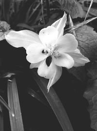 Close-up of pink flower blooming outdoors