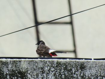 Close-up of bird perching outdoors