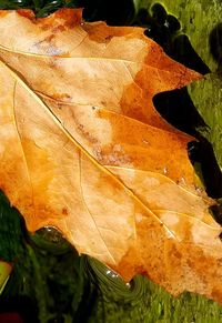 Close-up of dry leaf on field