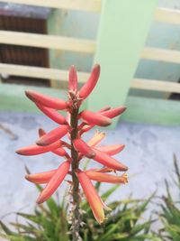 Close-up of red flower against blurred background