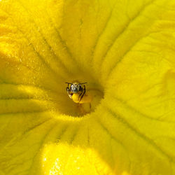 Close-up of yellow pollinating flower