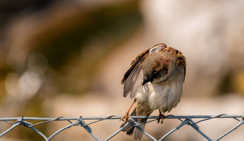 Close-up of bird perching on fence