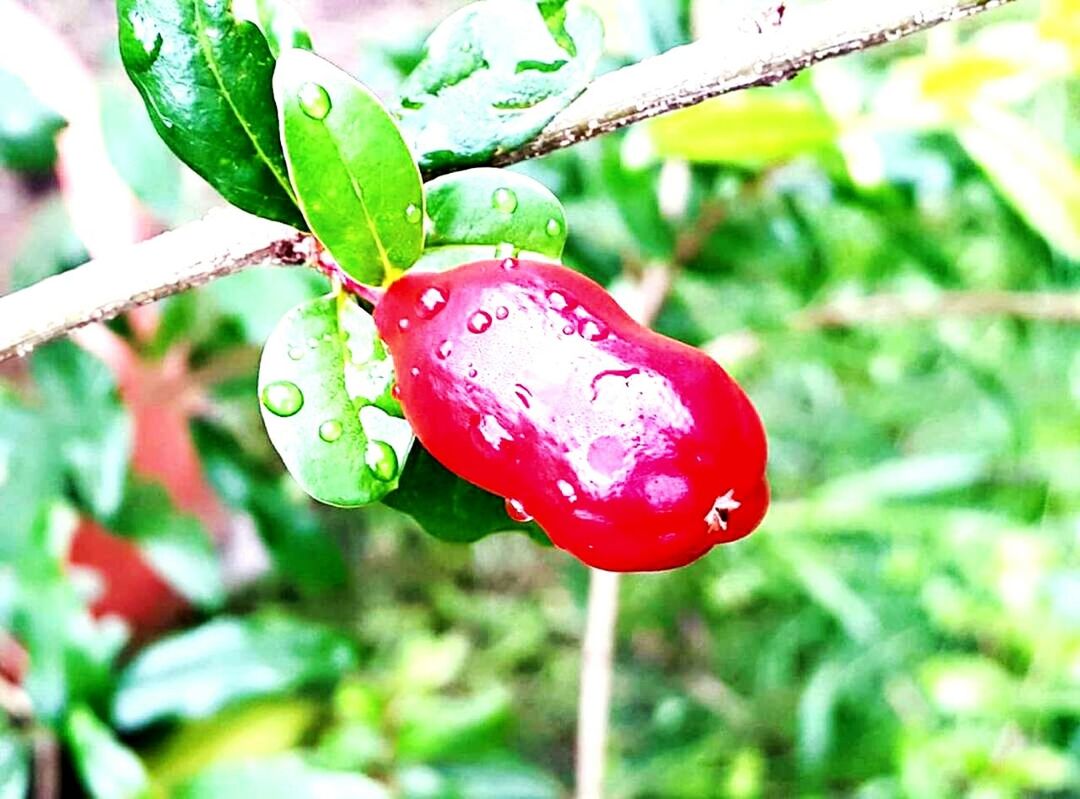 red, growth, nature, day, no people, drop, leaf, outdoors, green color, close-up, beauty in nature, focus on foreground, wet, plant, water, tree, freshness