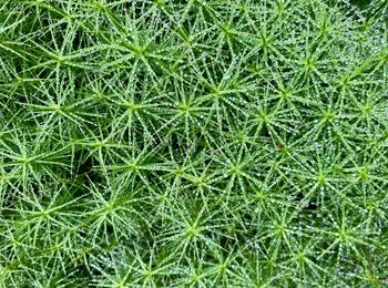 Full frame shot of grass on field