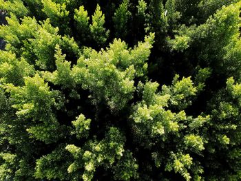 Full frame shot of plants growing in forest