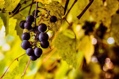 Close-up of grapes hanging on tree