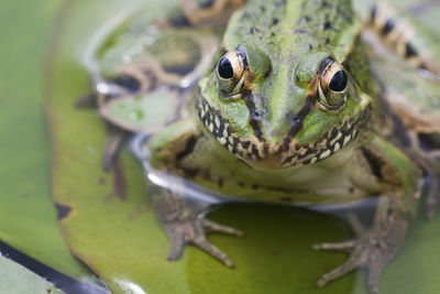 Close-up of frog on leaf