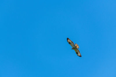 Low angle view of eagle flying in sky