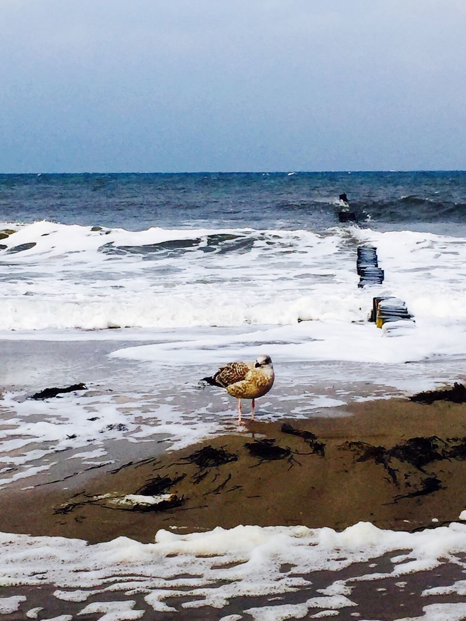 sea, beach, horizon over water, water, shore, sand, tranquility, tranquil scene, scenics, beauty in nature, nature, animal themes, clear sky, sky, copy space, animals in the wild, wave, bird, idyllic, wildlife