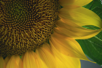 Close-up of sunflower