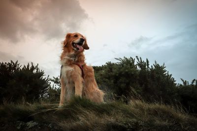 Low angle view of dog sitting on grass against sky