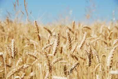 Close-up of wheat field against clear sky