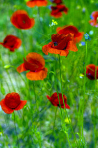 Close-up of red poppy flowers