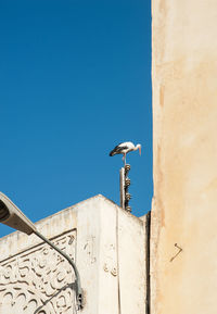 Low angle view of seagull on wall against building