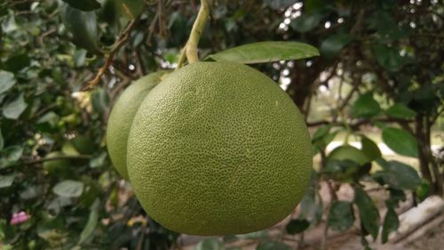 Close-up of fruits hanging on tree