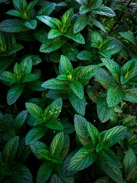 Full frame shot of green leaves