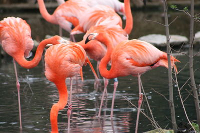 Close-up of flamingo in lake