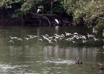 Swans swimming in lake