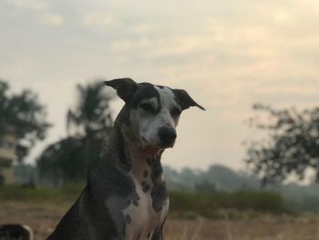 Close-up portrait of dog on field against sky