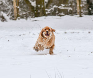 High angle view of dog running on snow covered field