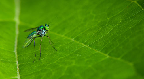 Close-up of insect on leaf