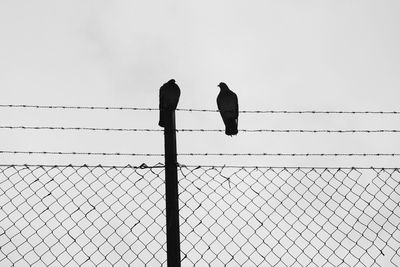 Low angle view of bird perching on cable against sky