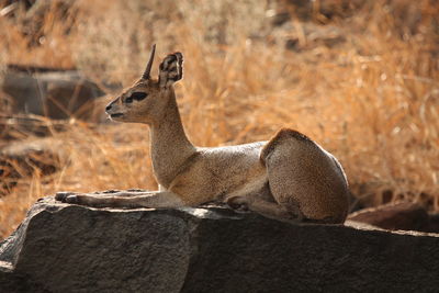 Side view of giraffe on field