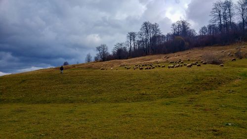 View of sheep on field against sky